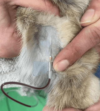 Terumo Surflo Butterfly Needles 18G (Pink) & 21G (Green)