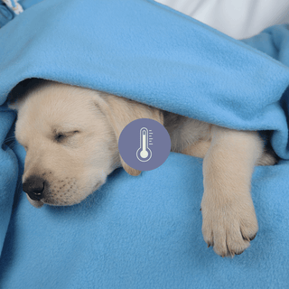 Patient Warming